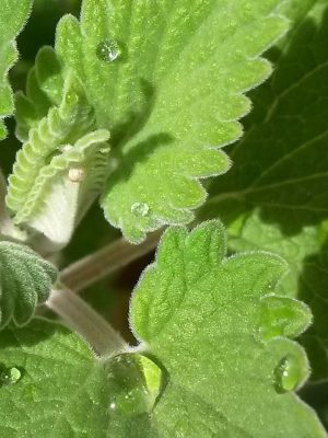 Catnip Essential Oil