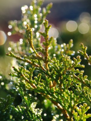 Cypress Essential Oil