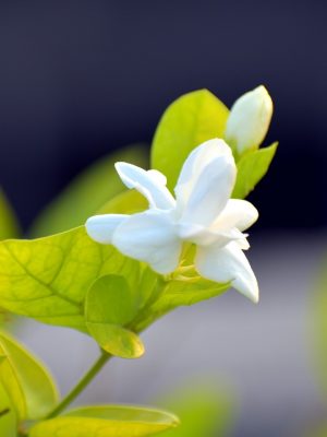 Jasmine Essential Oil
