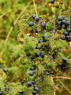 Juniper Essential Oil