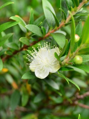 Myrtle Essential Oil