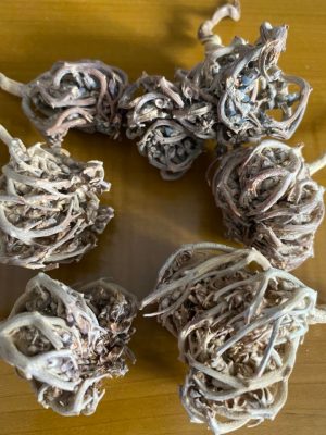 Rose of Jericho