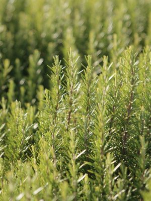 Rosemary Essential Oil