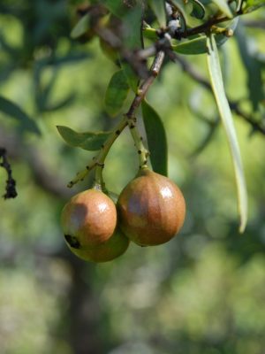 Sandalwood Essential Oil